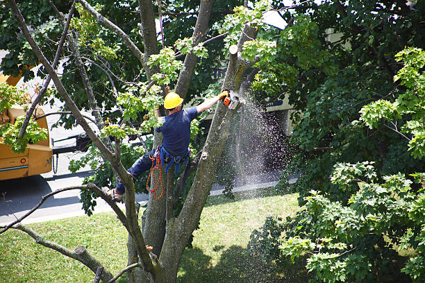 Best Tree and Shrub Care  in West Terre Haute, IN