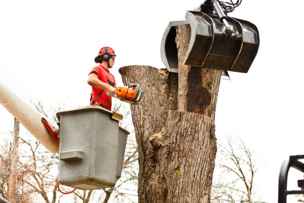 Best Tree Mulching  in West Terre Haute, IN